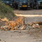 Jim Corbett's Store