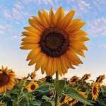 Sun Flower's Store