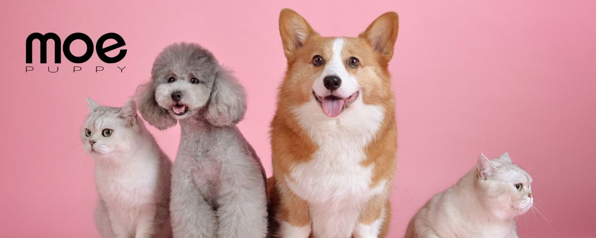 Moe Puppy's Store
