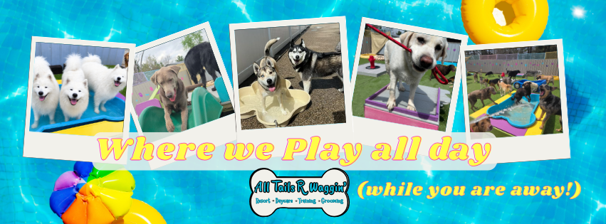 All Tails R Waggin's Store