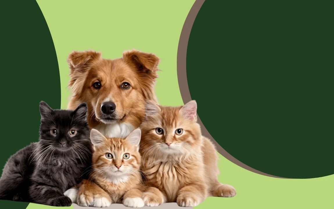 Pawzation 1's Store