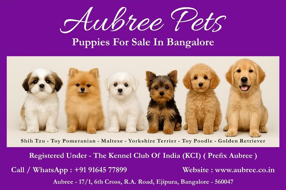 aubree pets's Store