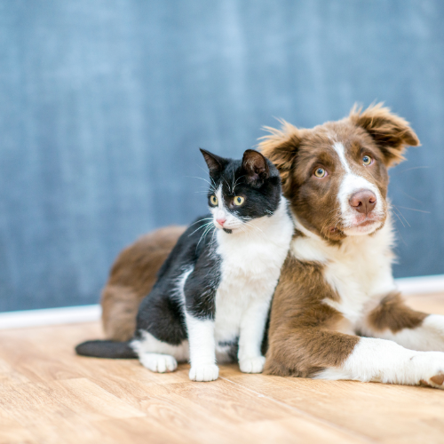 Valley Veterinary Clinic's Store