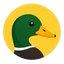 Coin Duck's Store