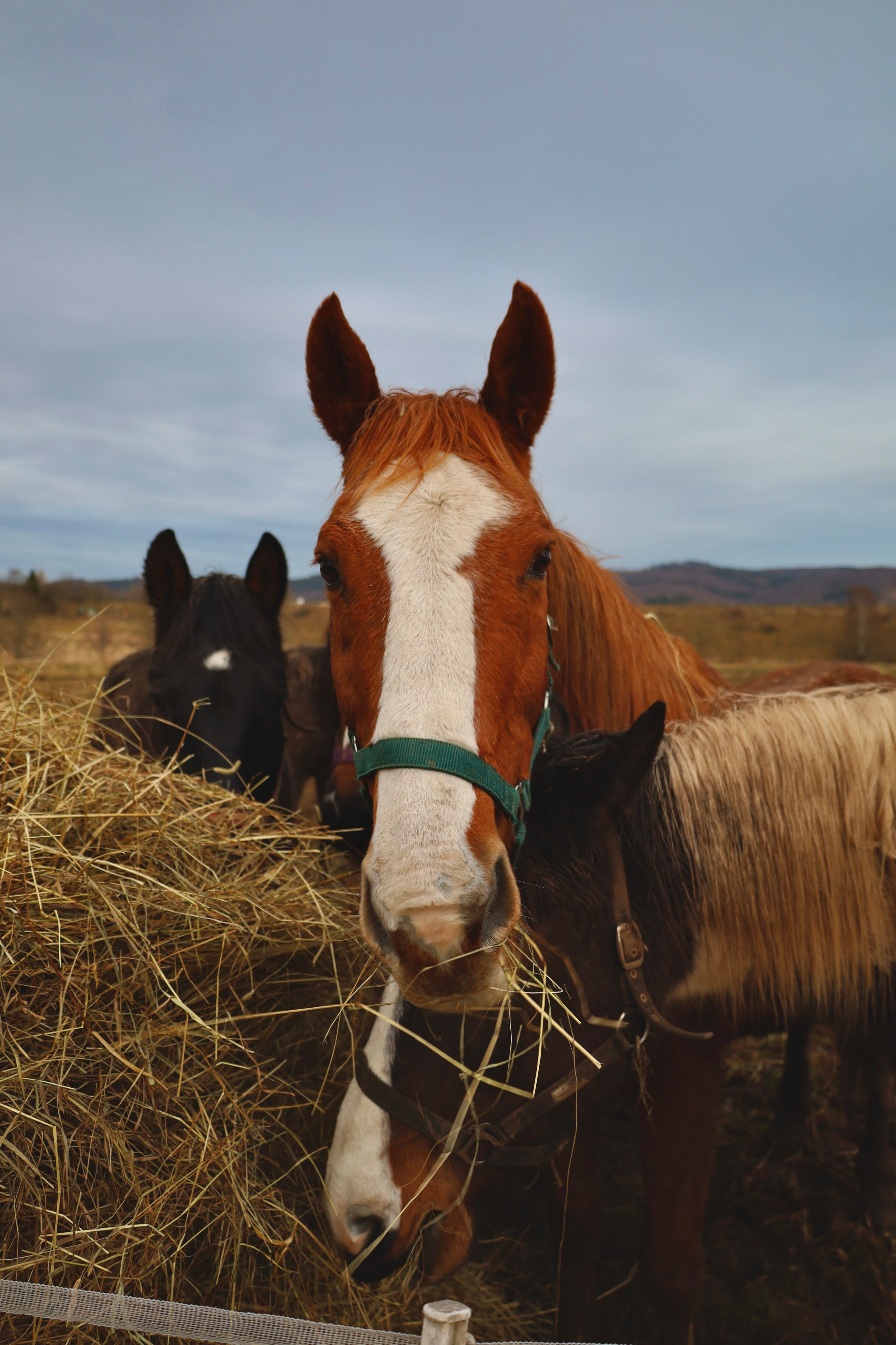 Horse Talk Daily's Store